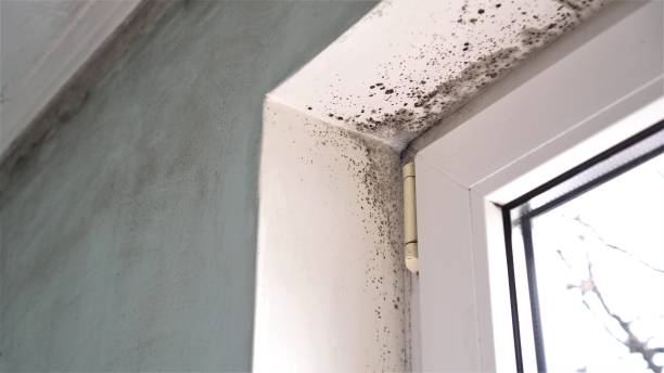 Mold Removal for HVAC Installations in Cave Creek, AZ