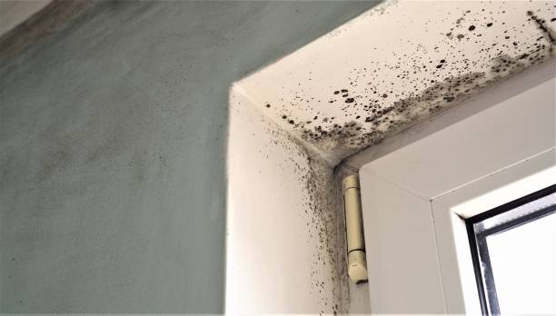Best Attic Mold Removal  in Cave Creek, AZ