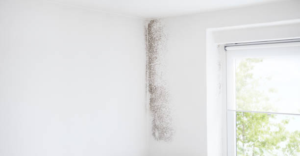 Best HVAC Mold Inspection and Cleaning  in Cave Creek, AZ