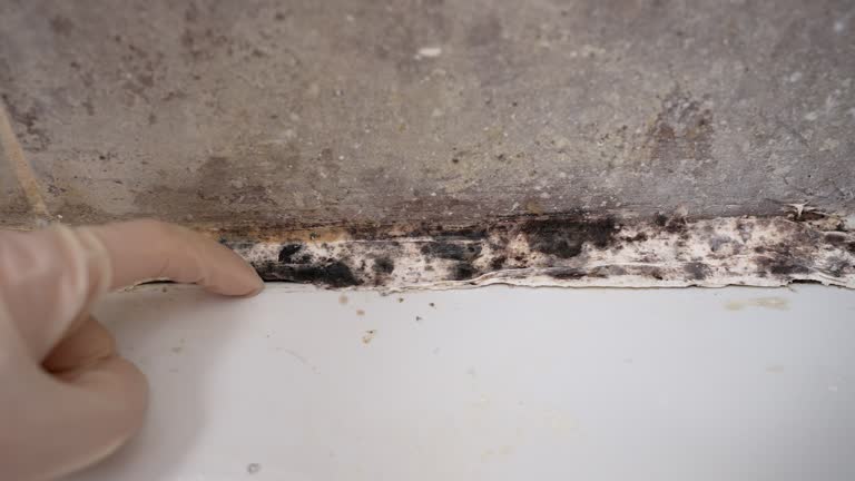 Best Mold Damage Restoration  in Cave Creek, AZ